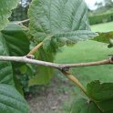 Corylus colurna rameau (2)